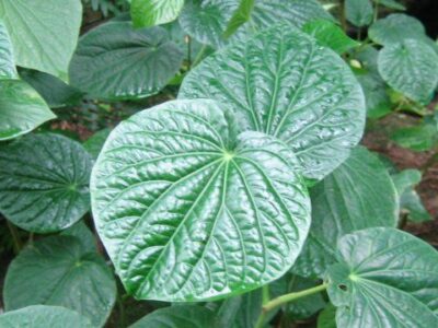 Kava – is it right for you?