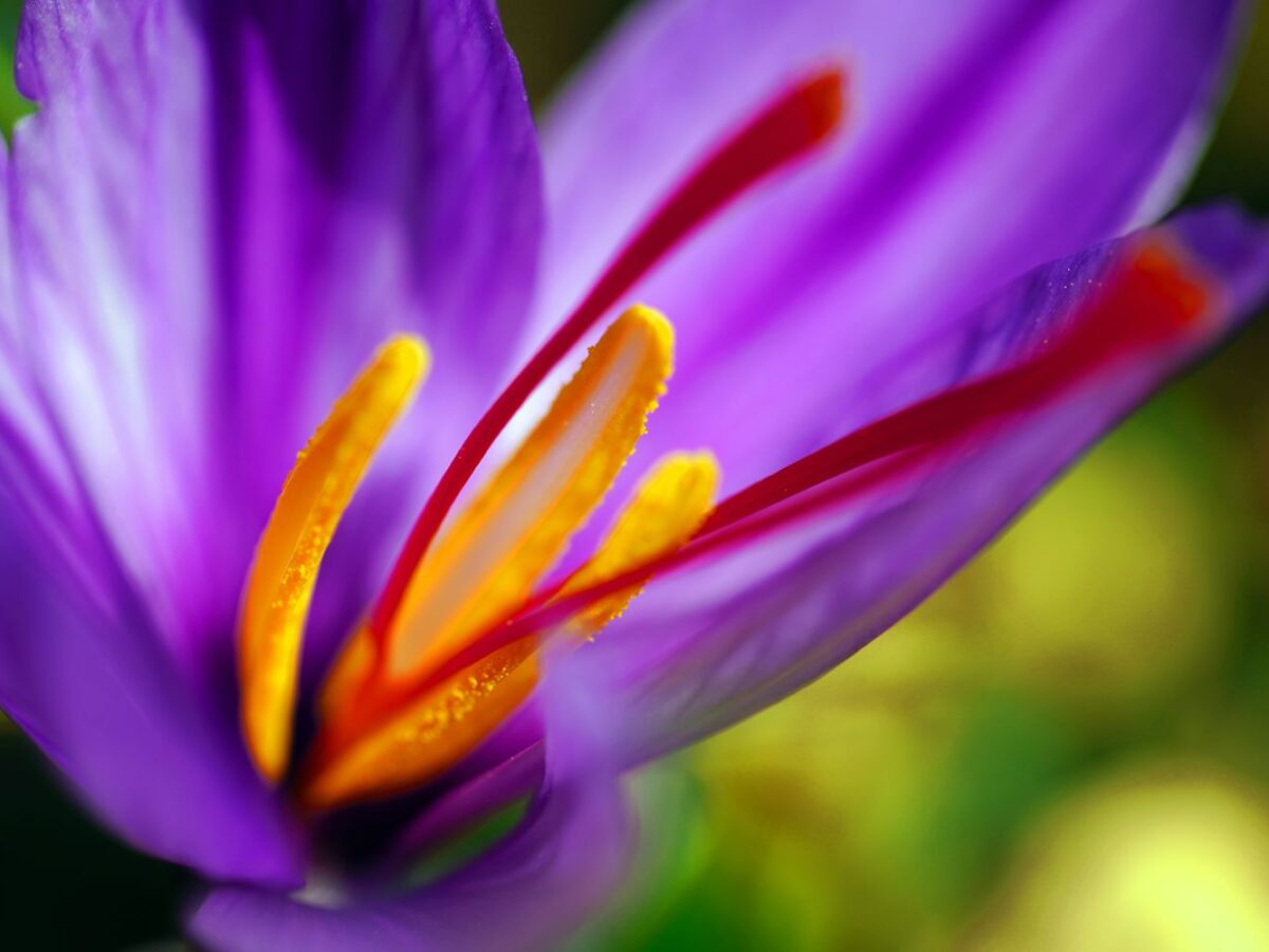 Herbs to Calm the Farm – Week 10 – Saffron