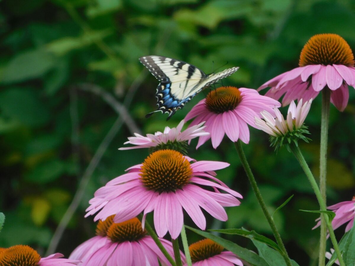 Echinacea ain’t Echinacea