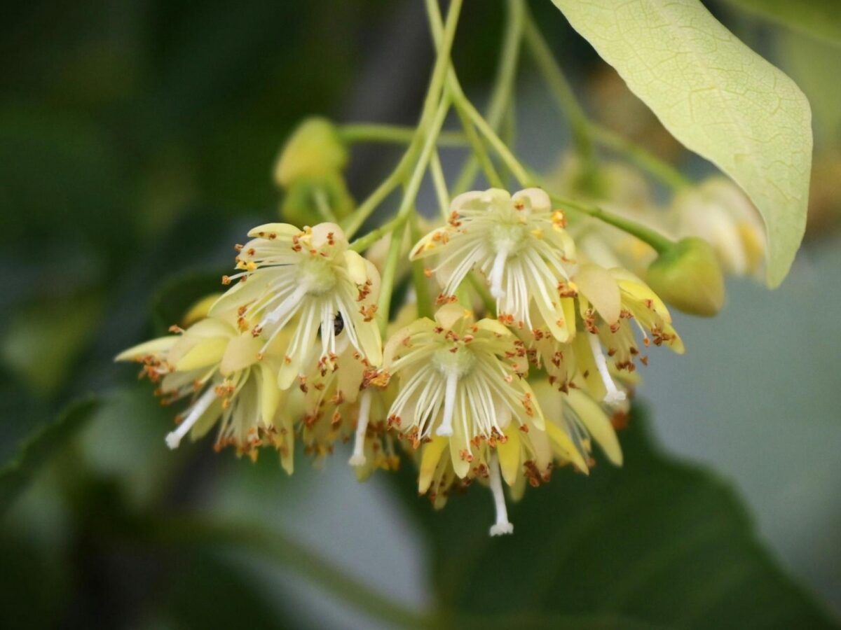 Herbs to Calm the Farm – Week 11 – Lime flowers
