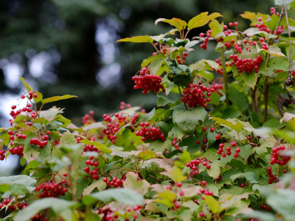 Herbs to Calm the Farm – Week 12 – Cramp bark