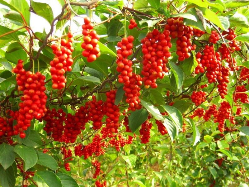 So what exactly are adaptogens
